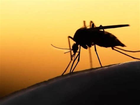 Mosquitoes test positive for West Nile virus in DuPage County